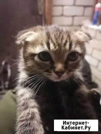 Котенок Клинцы - изображение 1