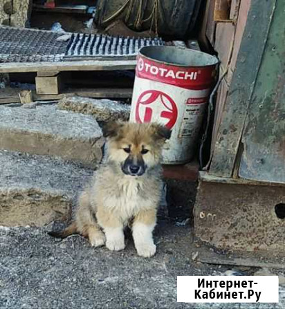 Щенки Киров - изображение 1