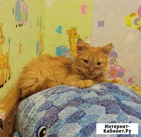 Котик в добрые руки Валуйки - изображение 1