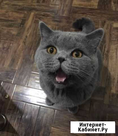 Красивый котик на вязку Славянск-на-Кубани - изображение 1