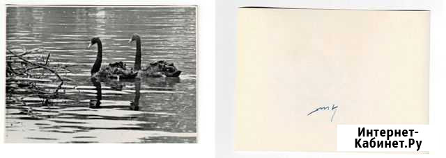 Фото. Оригинал. Утки и лебеди на озере. 1966 год Ростов-на-Дону - изображение 1