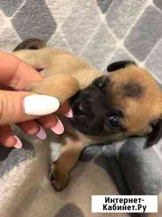 Щенки чихуахуа Краснодар