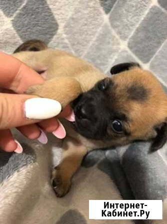 Щенки чихуахуа Краснодар - изображение 1