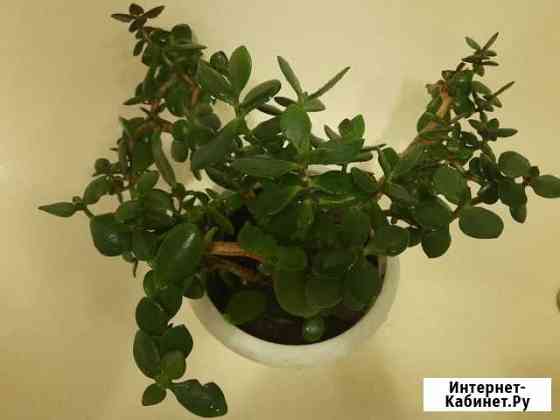 Комнатные цветы с горшком Иркутск