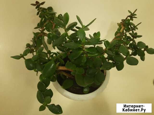 Комнатные цветы с горшком Иркутск - изображение 1