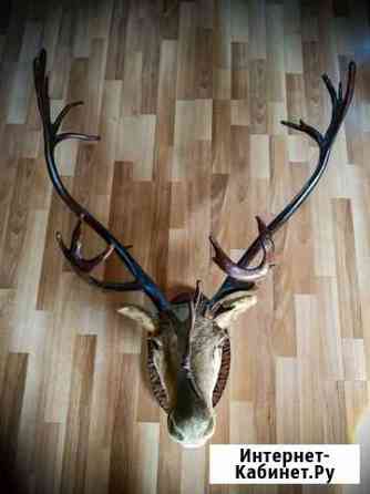 Голова (чучело) оленя Калининград