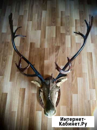Голова (чучело) оленя Калининград - изображение 1