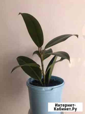 Фикус крупнолистный Екатеринбург