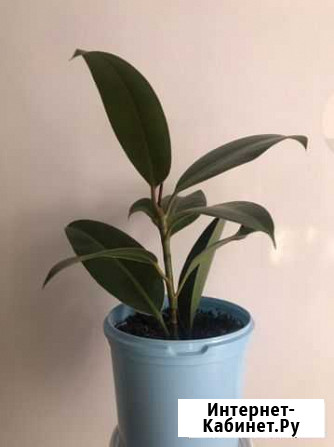 Фикус крупнолистный Екатеринбург - изображение 1