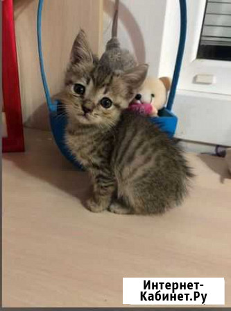Котик Краснокумское - изображение 1
