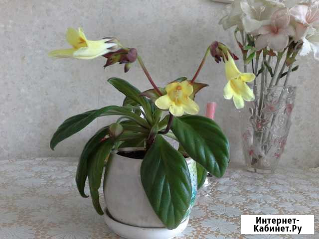 Хирита Тольятти - изображение 1