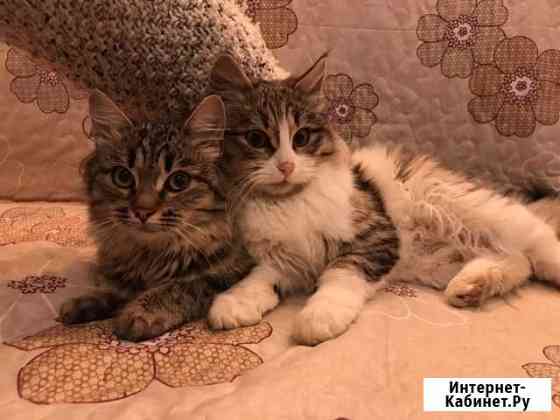 Котята в поиске дома Балашиха
