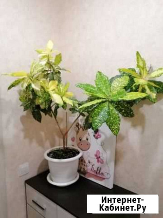 Кротон Жигулевск - изображение 1