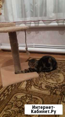 Котята в добрые руки даром Лопатино - изображение 1