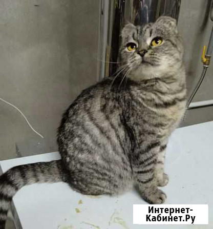 Шотландская кошка в добрые руки Благовещенск - изображение 1