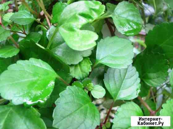 Плектрантус мутовчатый Вологда