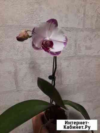 Орхидея фаленопсис Хабаровск