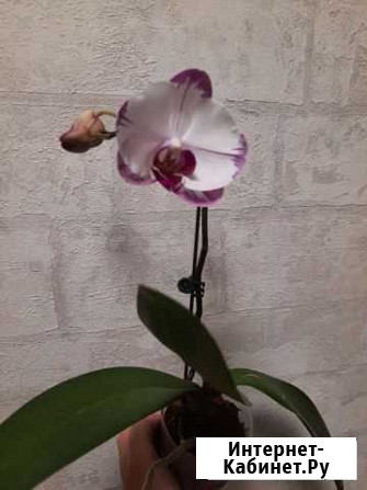 Орхидея фаленопсис Хабаровск - изображение 1