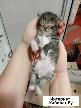 Котята Тихорецк - изображение 1