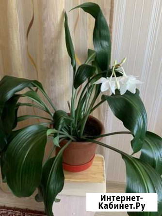 Домашний цветок Эухариус Новосибирск - изображение 1