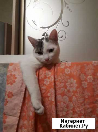 Котик в добрые руки Медведево - изображение 1