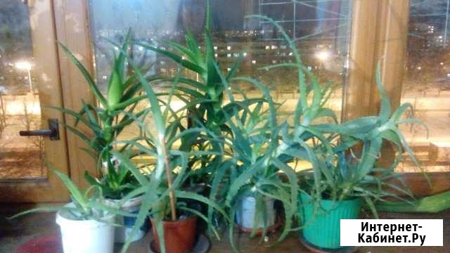 Алоэ, алоэ-вера Тольятти - изображение 1