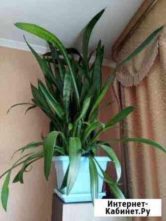 Сансивьера Благовещенск