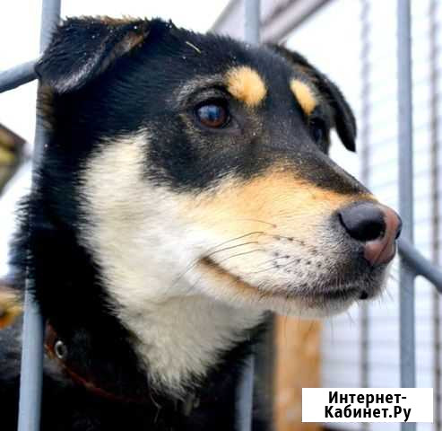 Щенки в частный дом Екатеринбург - изображение 1