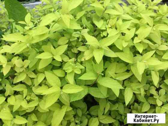 Спирея японская Калининград