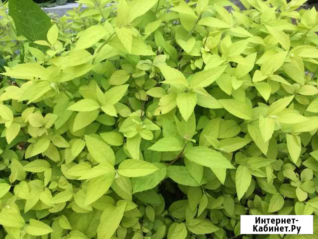 Спирея японская Калининград - изображение 1