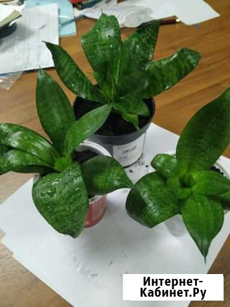 Сансевиерия карликовая Курск - изображение 1