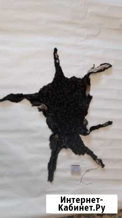 Шкура из каракуля Омск - изображение 1