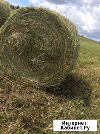 Сено в тюках 250, 300кг Новокузнецк - изображение 1