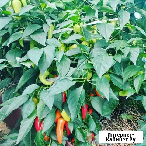 Перец Jalapeno White, семена Смоленская - изображение 1