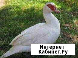 Селезень индоутки Светлоград - изображение 1