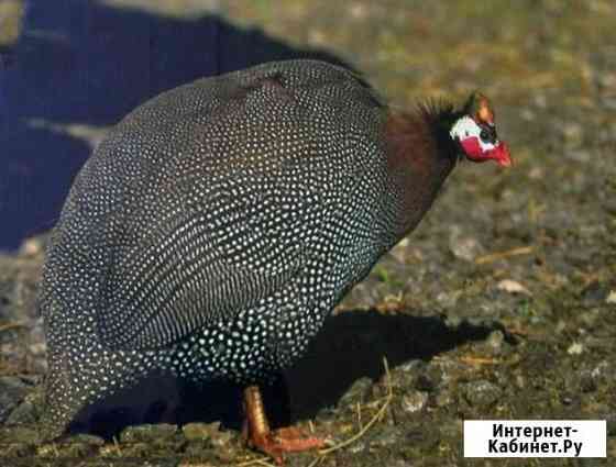 Цесарки, самцы Сочи
