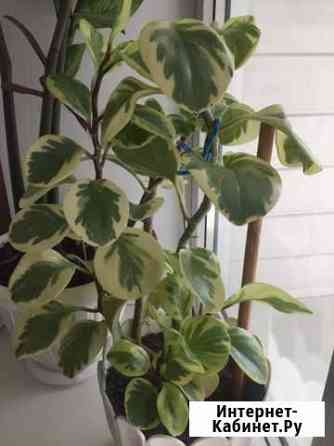 Пеперомия Брянск
