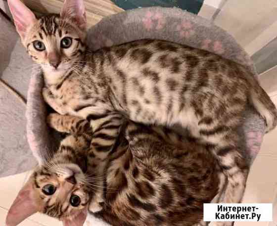 Бенгальские котята Химки