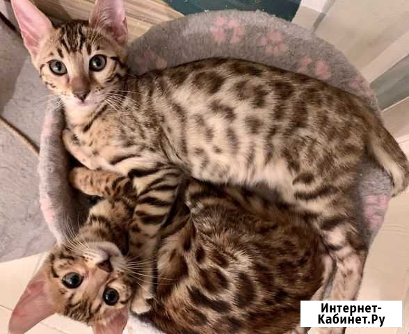 Бенгальские котята Химки - изображение 1