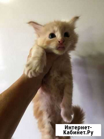 Котята мейкун Сызрань - изображение 1
