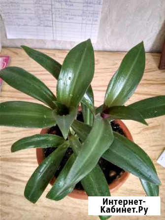 Цветы Набережные Челны - изображение 1