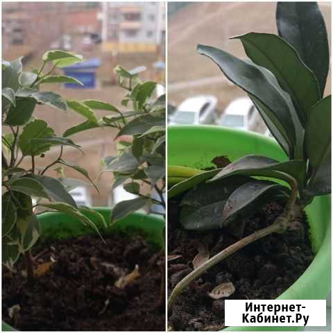 Хойя, фикус бенджами Братск - изображение 1