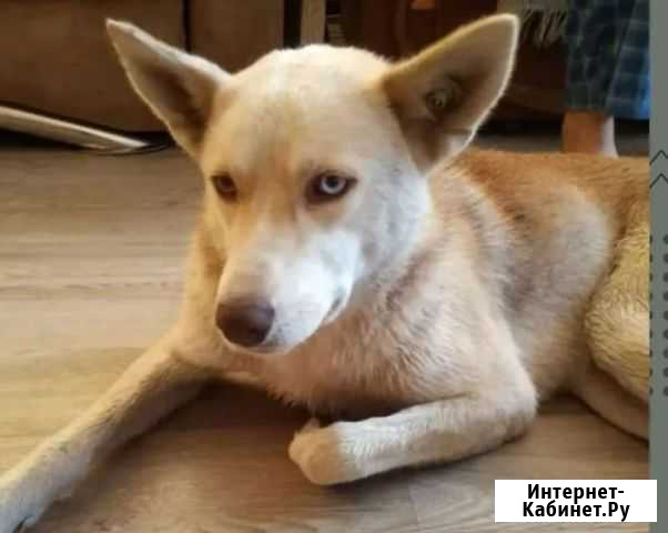 Собака, щенок Амурск - изображение 1