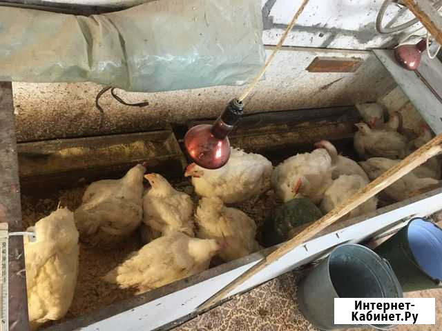 Куры бройлеры Новочеркасск - изображение 1