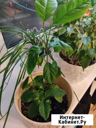 Лимон Тула - изображение 1