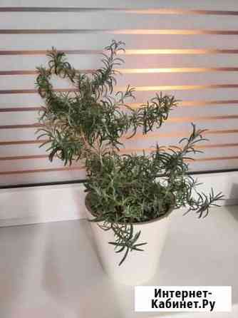 Розмарин Петрозаводск