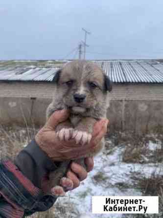 Щенок мальчик в добрые руки Чистополь