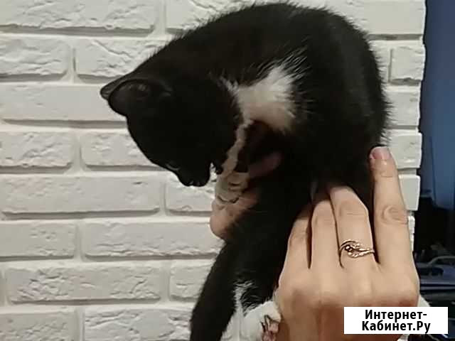 Кошечка Ириска Лебяжье - изображение 1