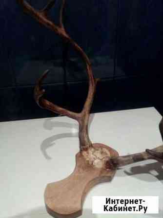 Рога оленя Мурманск