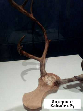 Рога оленя Мурманск - изображение 1